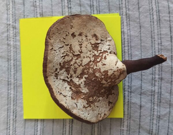 gobhi-khapra (2) Gobhi Khapra, black magic ward tool, ancient ritual instrument, spiritual protection artifact, rare occult item, black magic defense, hex removal tool, antique mystical object, ritual protection device, Gobhi Khapra for sale