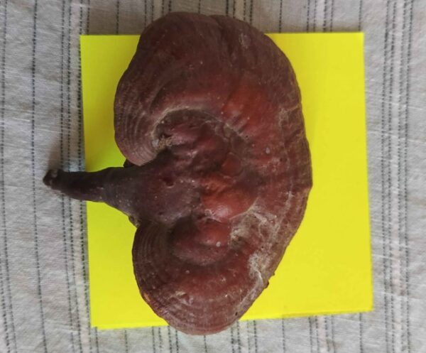 gobhi-khapra (3) Gobhi Khapra, black magic ward tool, ancient ritual instrument, spiritual protection artifact, rare occult item, black magic defense, hex removal tool, antique mystical object, ritual protection device, Gobhi Khapra for sale