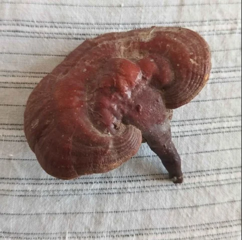 gobhi-khapra (4) Gobhi Khapra, black magic ward tool, ancient ritual instrument, spiritual protection artifact, rare occult item, black magic defense, hex removal tool, antique mystical object, ritual protection device, Gobhi Khapra for sale